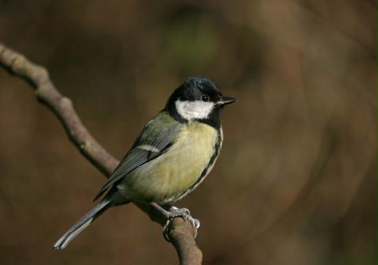 Great Tit <i>Parus major</i>