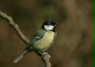 Great Tit