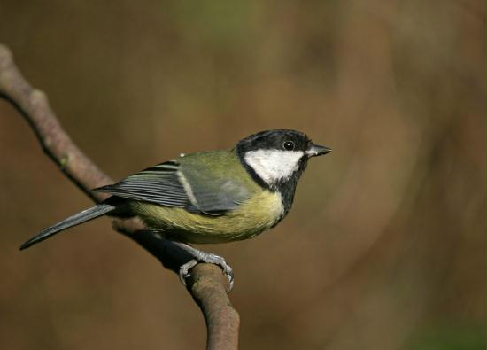 Great Tit <i>Parus major</i>