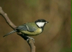 Great Tit