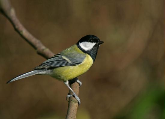 Great Tit <i>Parus major</i>