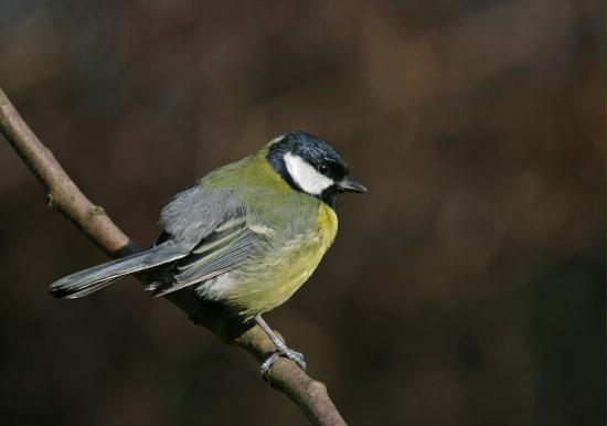Great Tit <i>Parus major</i>