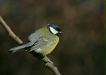 Great Tit