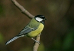 Great Tit