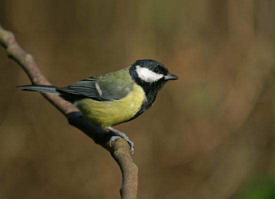 Great Tit <i>Parus major</i>
