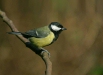 Great Tit