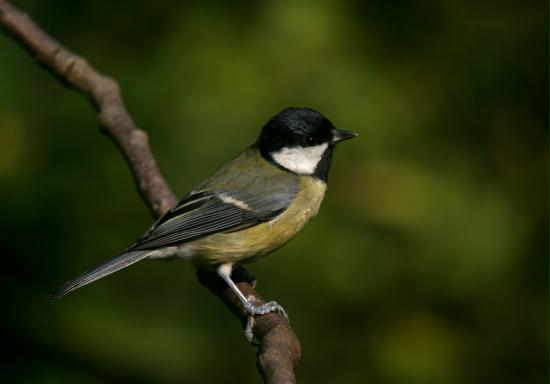 Great Tit <i>Parus major</i>