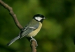 Great Tit