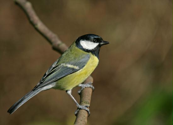 Great Tit <i>Parus major</i>