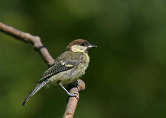 Great Tit <i>Parus major</i>