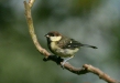 Great Tit