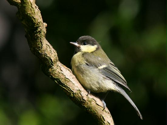 Great Tit <i>Parus major</i>