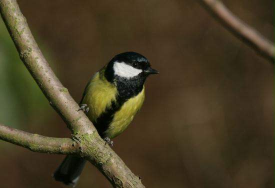 Great Tit <i>Parus major</i>