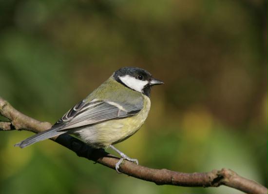 Great Tit <i>Parus major</i>