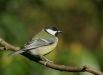 Great Tit