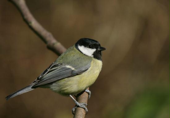 Great Tit <i>Parus major</i>
