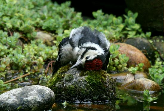 Great Spotted Woodpecker <i>Dendrocopos major</i>