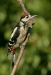 Great Spotted Woodpecker <i>Dendrocopos major</i>
