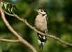 Great Spotted Woodpecker <i>Dendrocopos major</i>