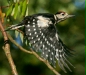 Great Spotted Woodpecker <i>Dendrocopos major</i>