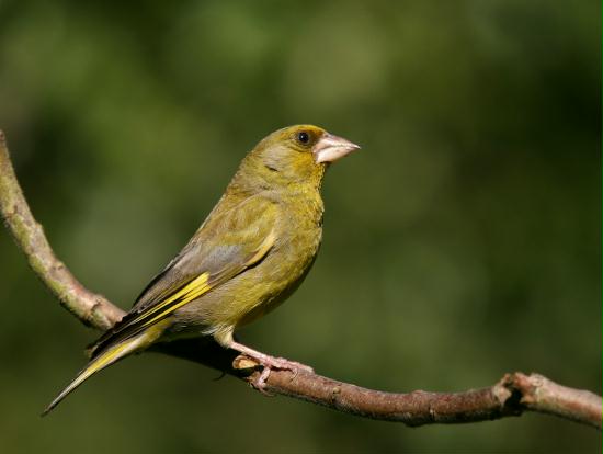 Greenfinch <i>Carduelis chloris</i>