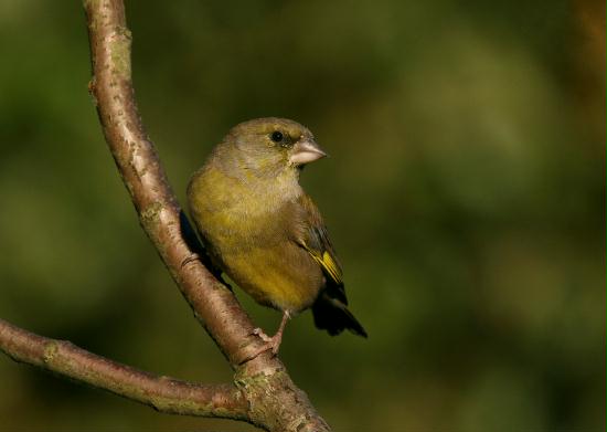 Greenfinch <i>Carduelis chloris</i>