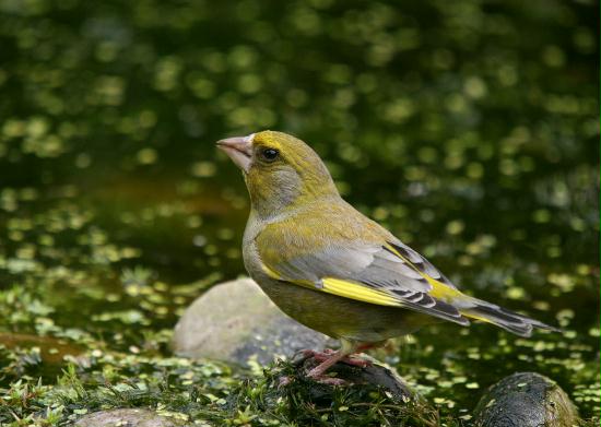 Greenfinch <i>Carduelis chloris</i>