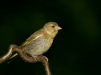 Greenfinch <i>Carduelis chloris</i>