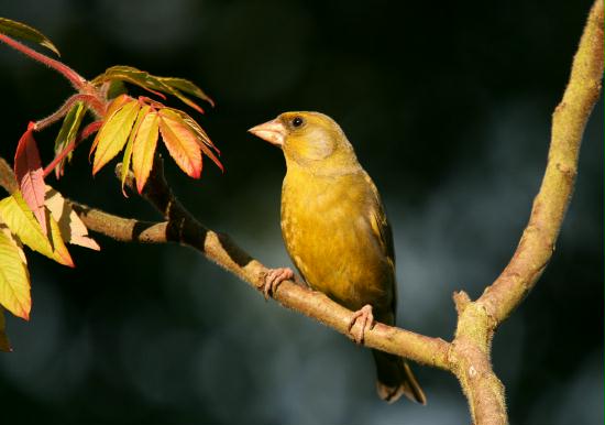 Greenfinch <i>Carduelis chloris</i>