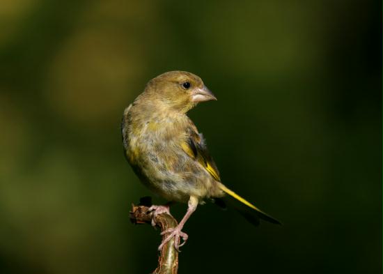Greenfinch <i>Carduelis chloris</i>
