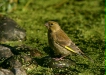 Greenfinch <i>Carduelis chloris</i>