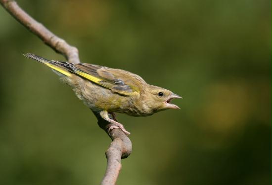 Greenfinch <i>Carduelis chloris</i>