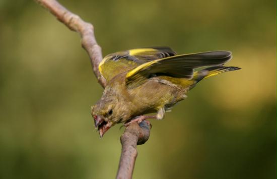 Greenfinch <i>Carduelis chloris</i>