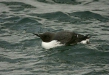 Guillemot <i>Uria aalge</i>