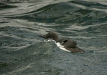 Guillemot <i>Uria aalge</i>