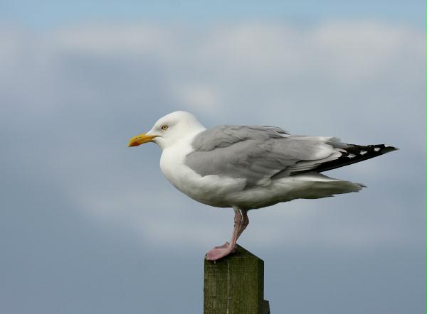 Herring Gull <i>Larus argentatus</i>