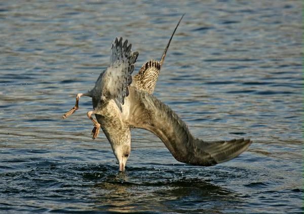 Herring Gull <i>Larus argentatus</i>