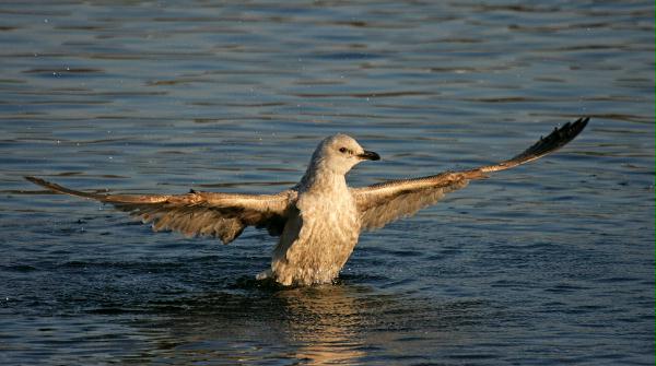 Herring Gull <i>Larus argentatus</i>