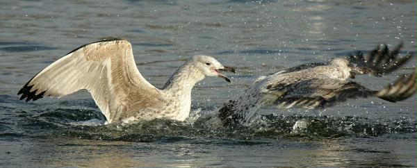 Herring Gull <i>Larus argentatus</i>
