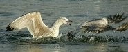 Herring Gull