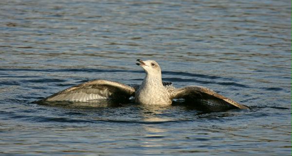 Herring Gull <i>Larus argentatus</i>