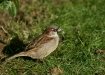 House Sparrow