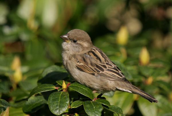 House Sparrow <i>Passer domesticus</i>