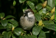House Sparrow