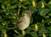 House Sparrow
