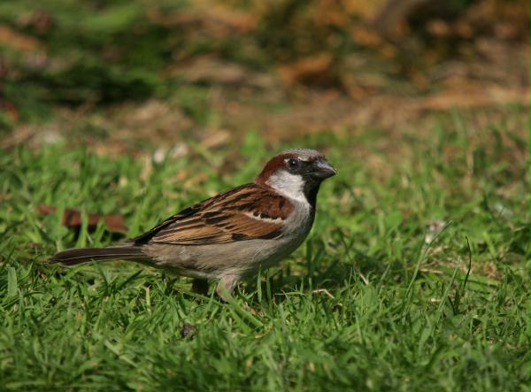 House Sparrow <i>Passer domesticus</i>