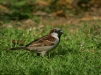 House Sparrow