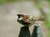 House Sparrow