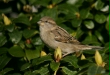 House Sparrow