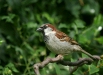 House Sparrow